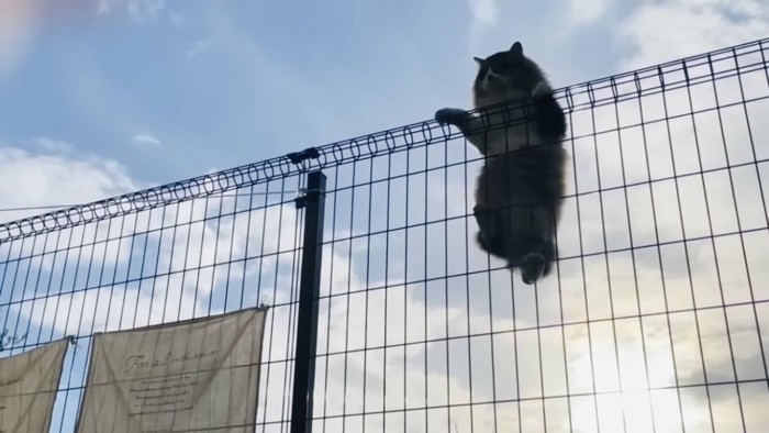 フェンスを登る長毛猫