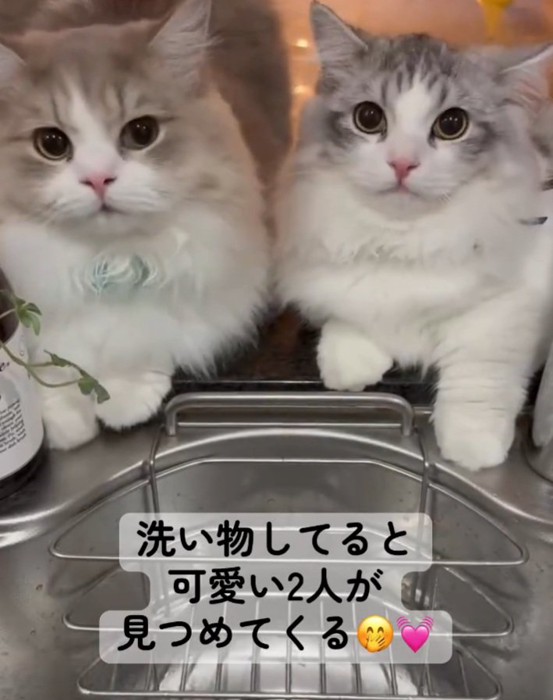 凝視する2匹の猫