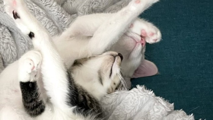 あごを上げて寝ているキジ白と白猫の子猫