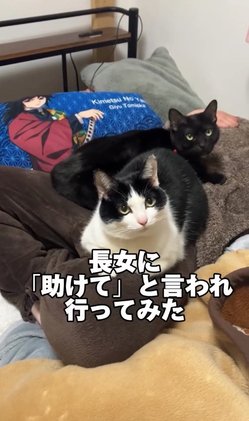 あぐらをかいて寝そべる飼い主の上にいる2匹の猫