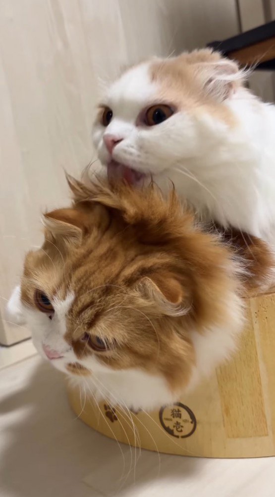 茶色い猫の上に乗って茶色い猫の頭を舐めるクリーム色の猫