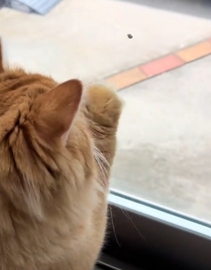 窓に手をつく猫