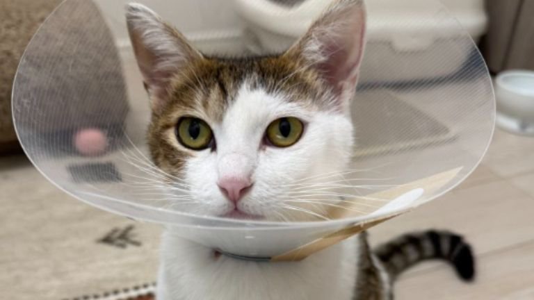 エリザベスカラーしている猫