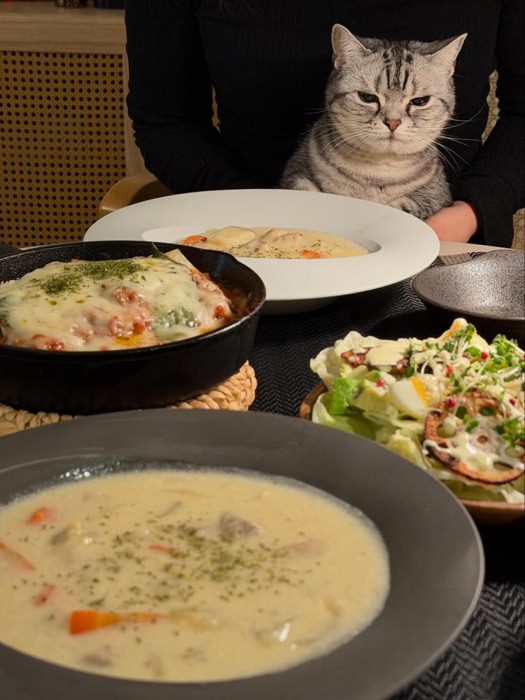 テーブルのごはんを見る猫