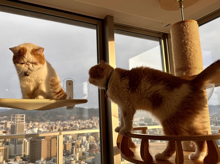 譲りたくない図