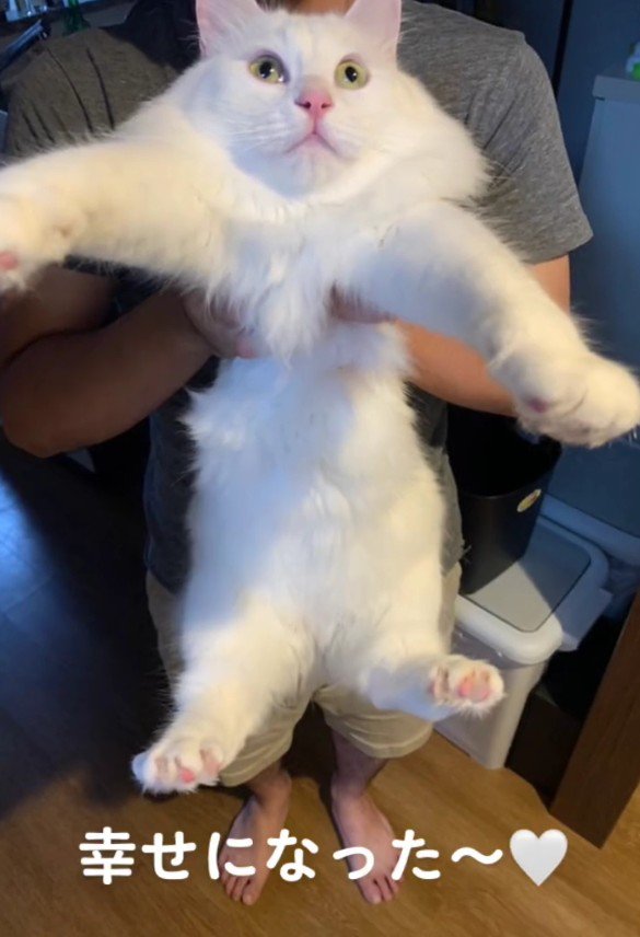 抱っこされている白猫