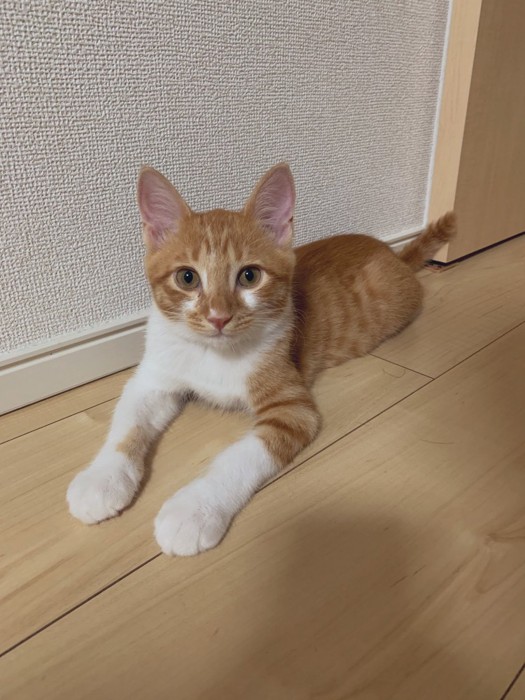 小さい頃のごま太郎くん