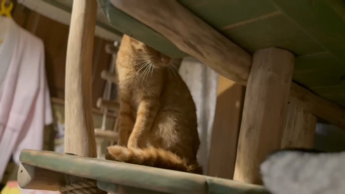 しっぽを狙う猫さん