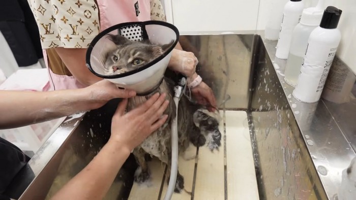シャンプーされる猫