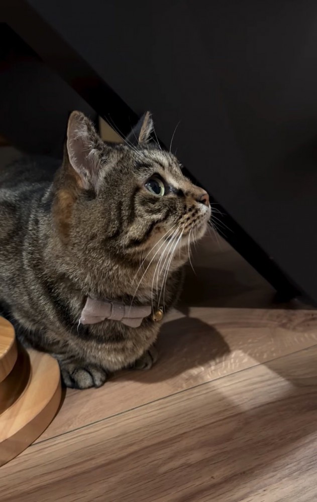 作業を見つめる猫