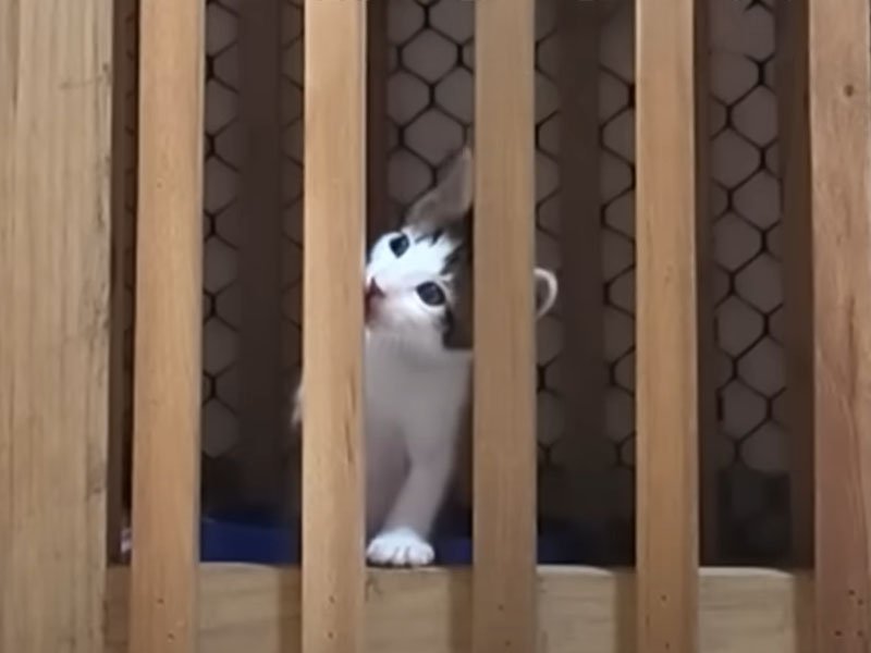 柵の近くにいる子猫