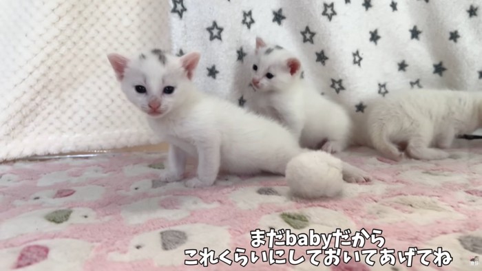 テロップ「まだbabyだから～」