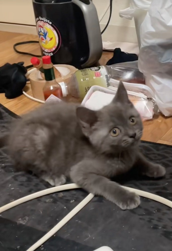 ひもを追いかける子猫