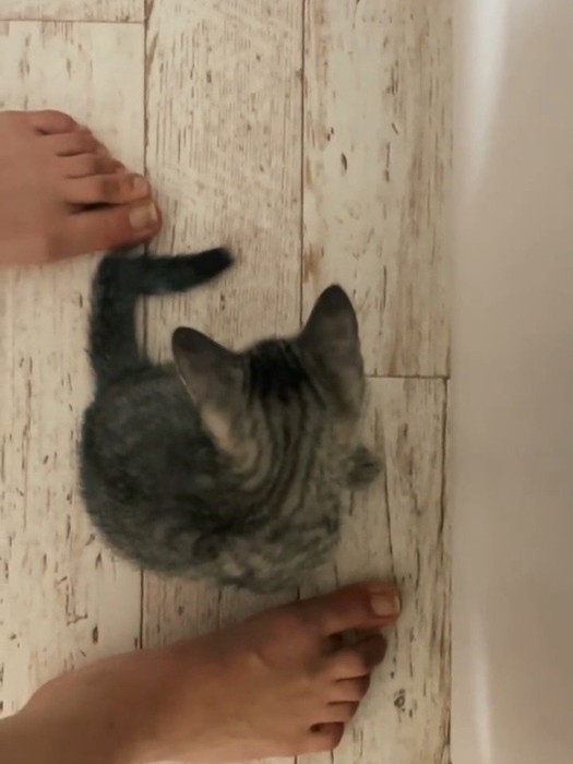 下を向く子猫