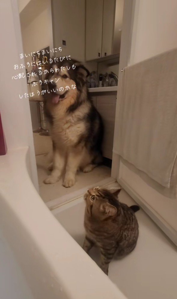 お風呂場の猫と犬