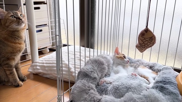 ケージの中の子猫と子猫のそばにいる猫