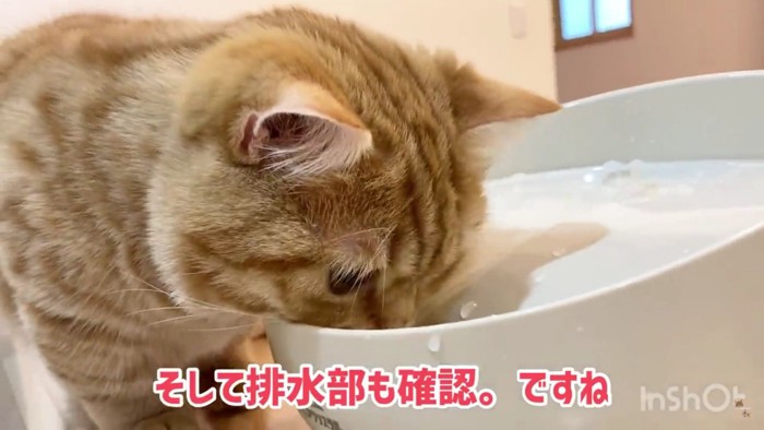 顔を入れる猫