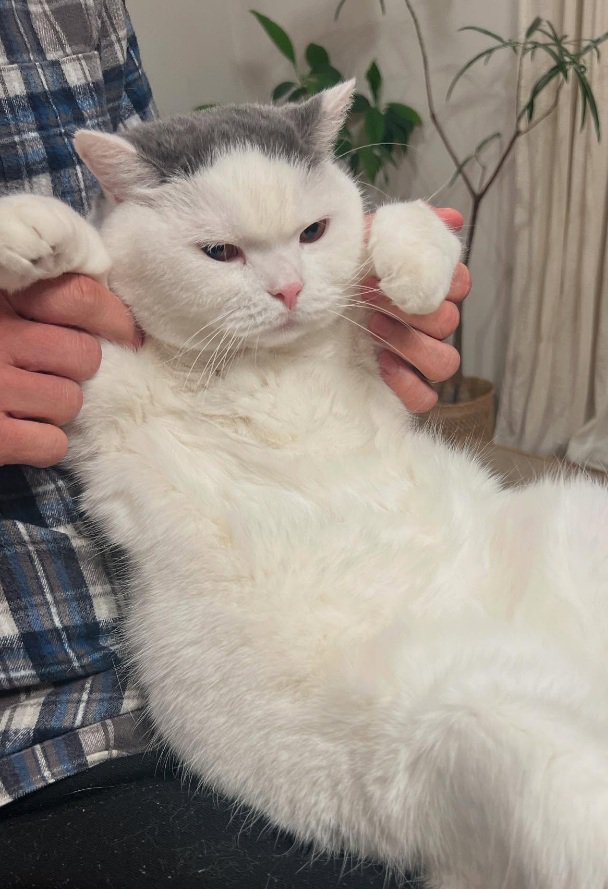 抱っこされるカツヲくん