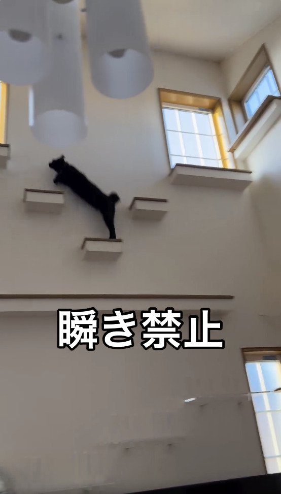 さらに高い場所に移動する猫