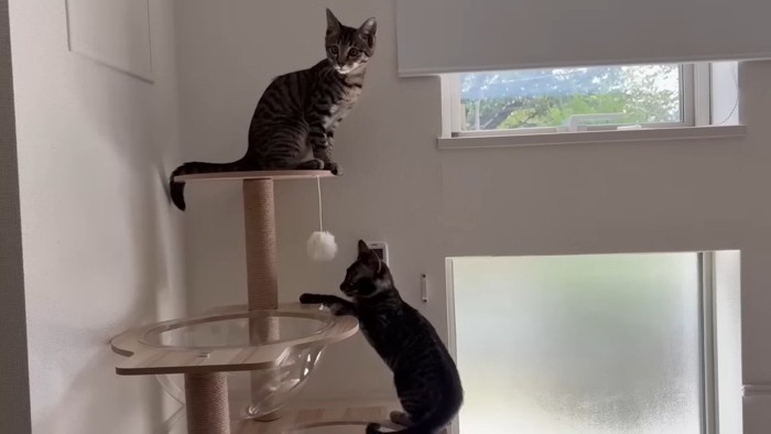 キャットタワー