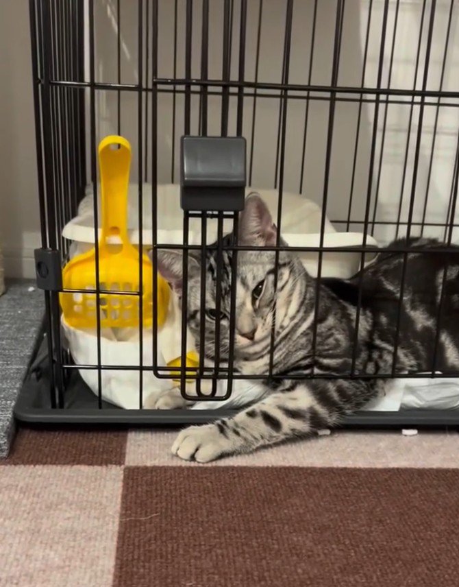 つり目で飼い主の方を見る猫