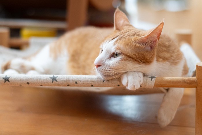 ハンモックでくつろぐ猫