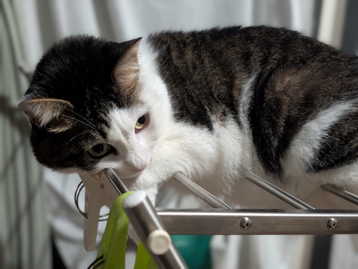 物干しスタンドの上で休む猫