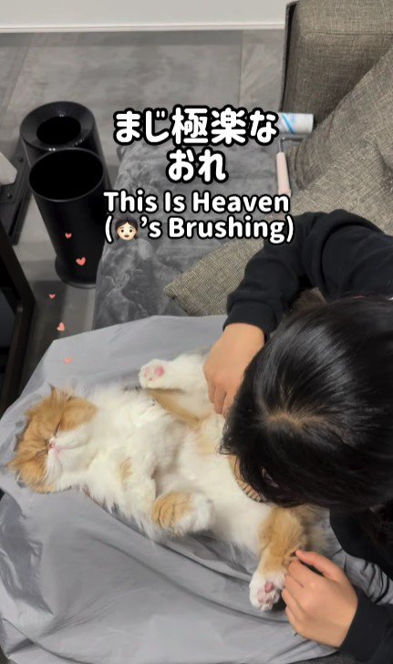 猫をブラッシングする女の子