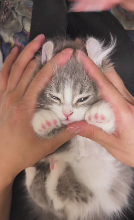 目薬を差されたあとの猫