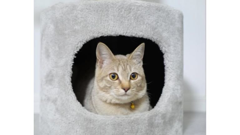 室内にいる猫