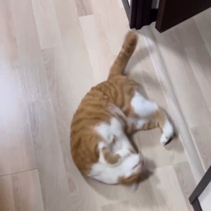 仰向けになる猫