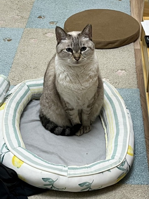 おすわりする猫