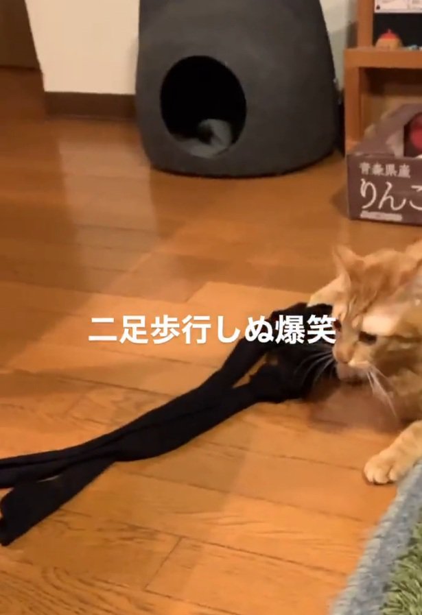 ゴロゴロする猫