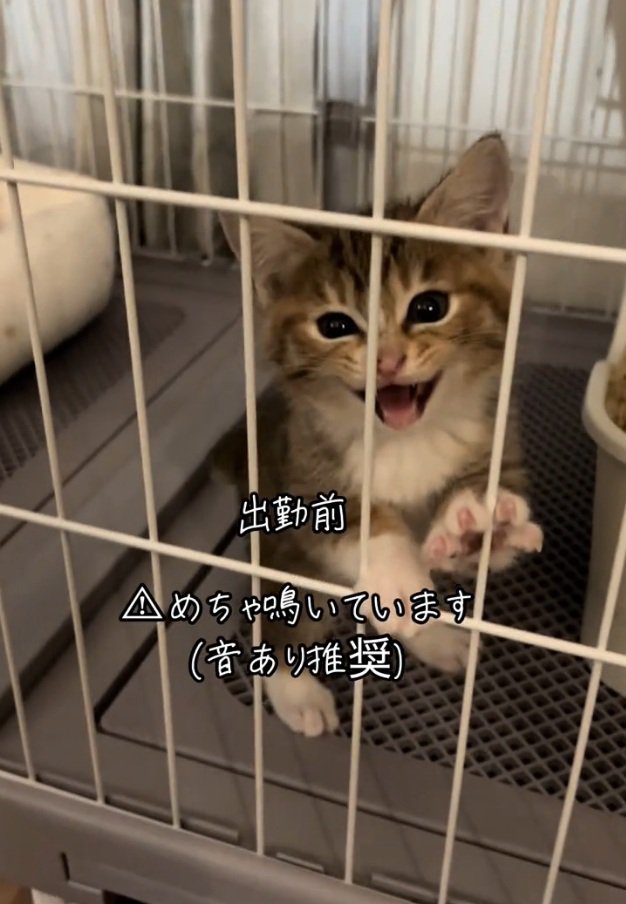 引き留めるにこりちゃん