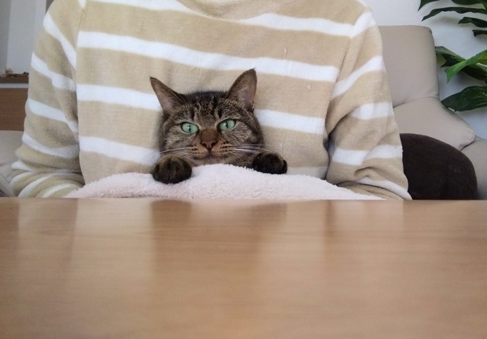 こたつに入る猫