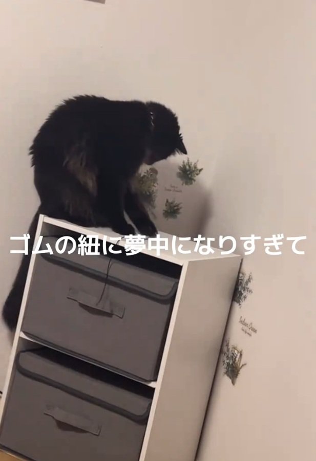ゴム紐で遊ぶジジちゃん