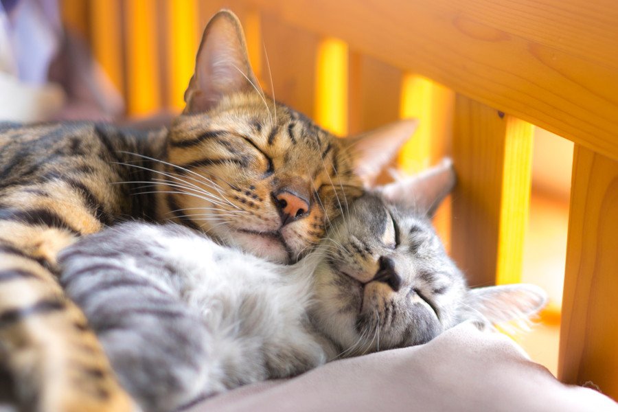 仲よく眠る猫2匹