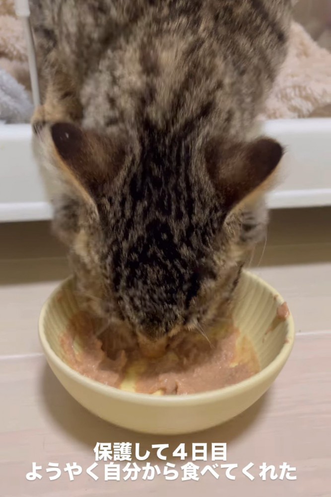 ごはんを食べる子猫