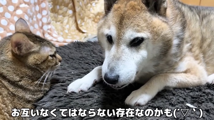 ゆったりとくつろぐ2匹