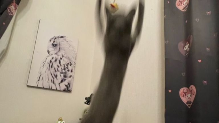 ジャンプしている猫