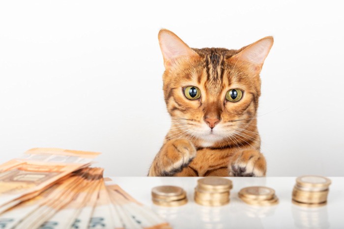 猫と机に並べられたお金