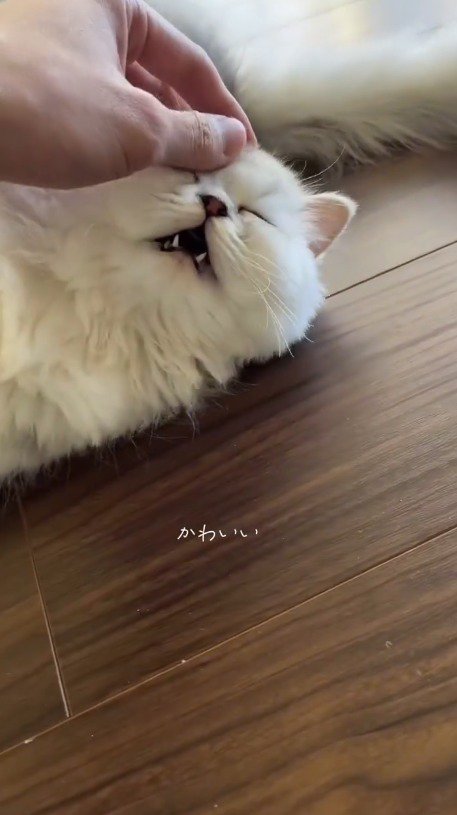 飼い主に頭を撫でられて目を細める子猫