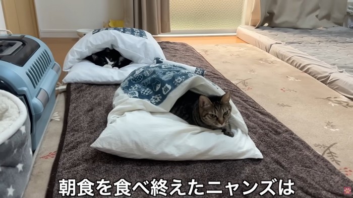 テロップ「朝食を～」