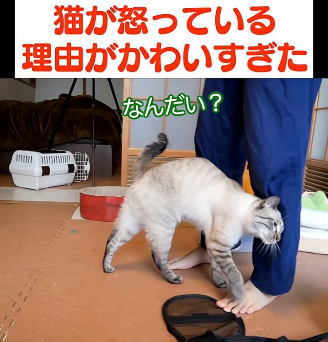 人の足にスリスリする猫