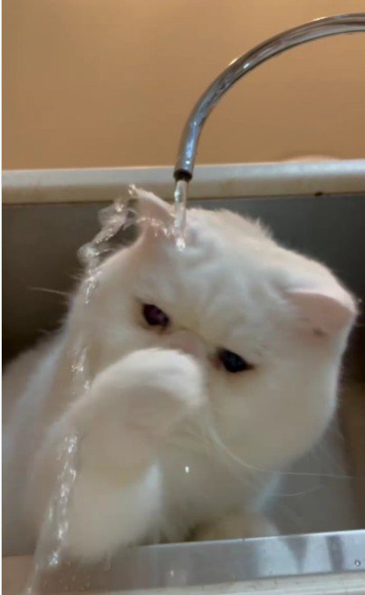 水遊びをする猫