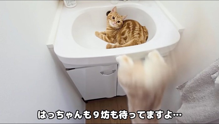 洗面台から飛び降りるクリーム色の猫