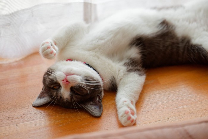 窓際でヘソ天する猫