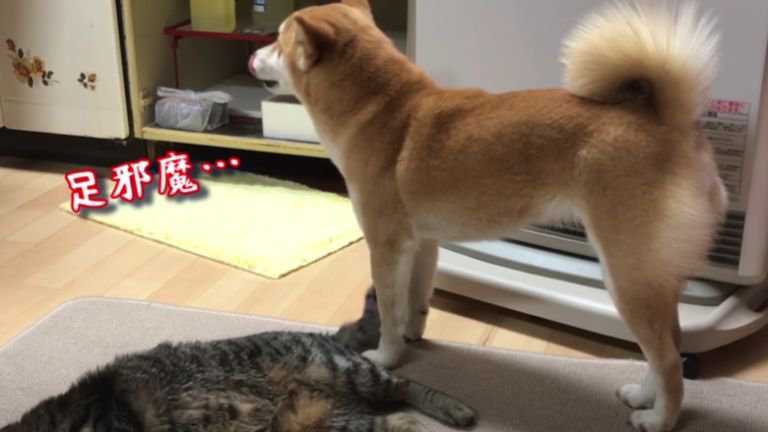 ストーブの前に座る猫と犬