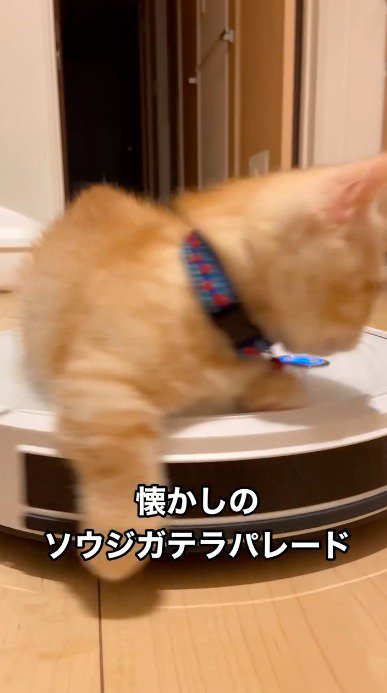 左に回転するロボット掃除機と子猫