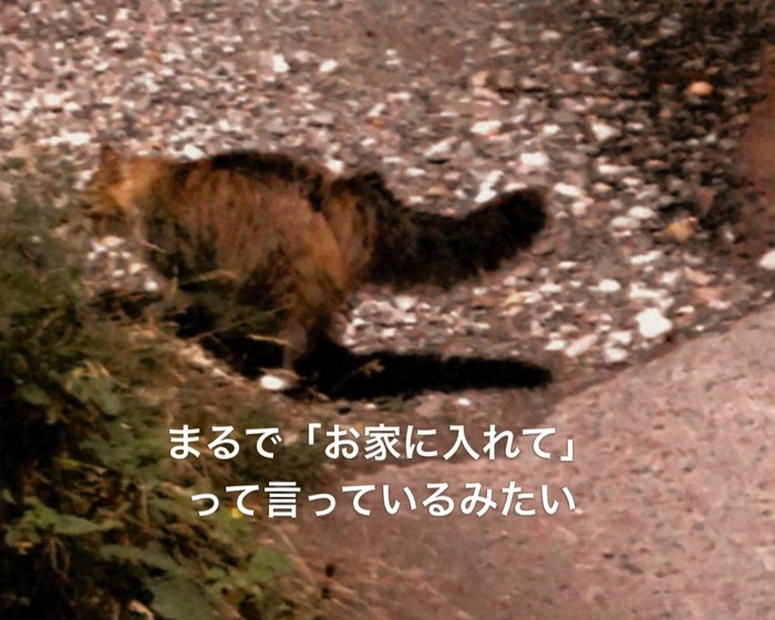 外に立っている猫の後ろ姿
